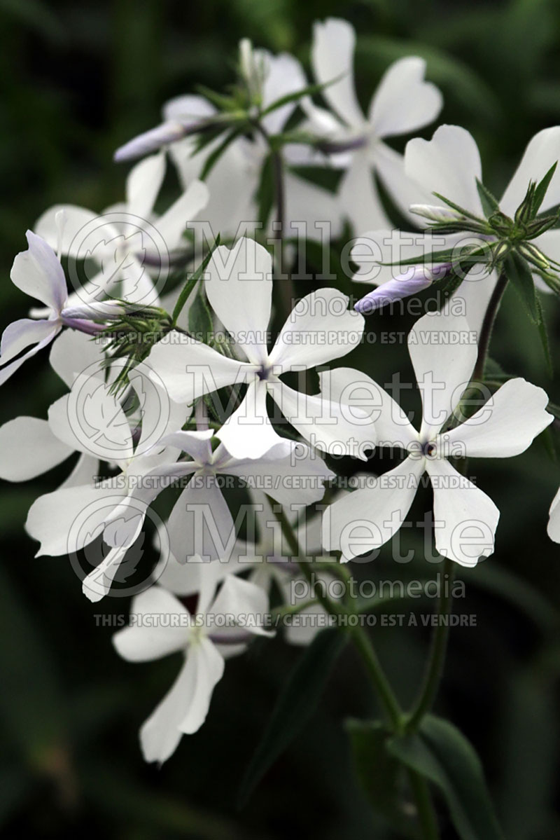 Phlox May Breeze (Phlox) 1