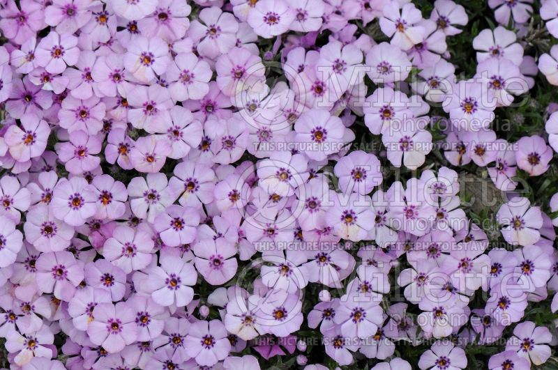 Phlox Apollo (Phlox) 1