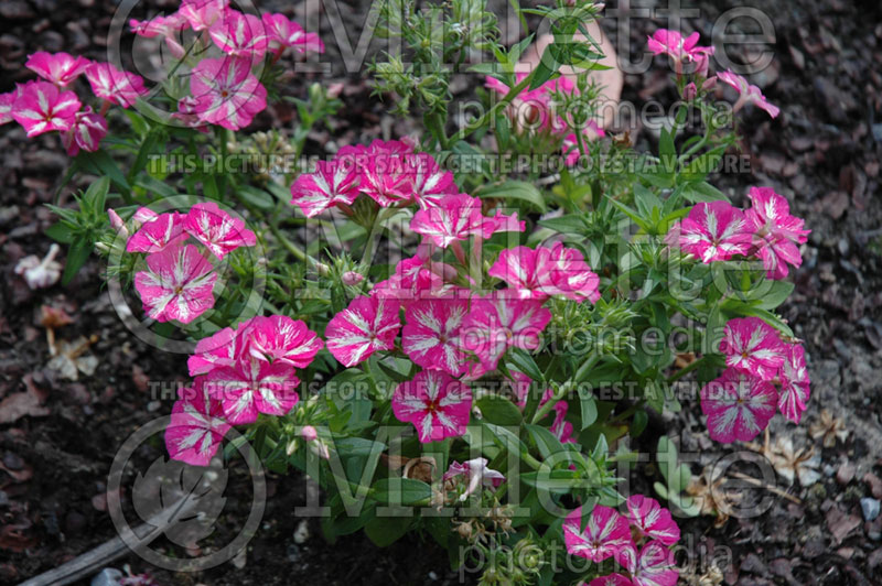 Phlox Grammy Pink and White (Phlox) 1