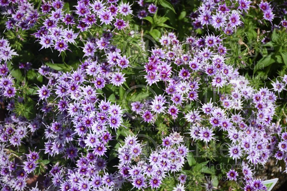 Phlox Popstars Blue (Phlox) 1