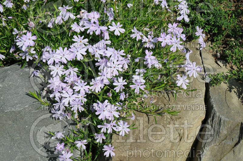 Phlox Emerald Blue (Phlox) 4