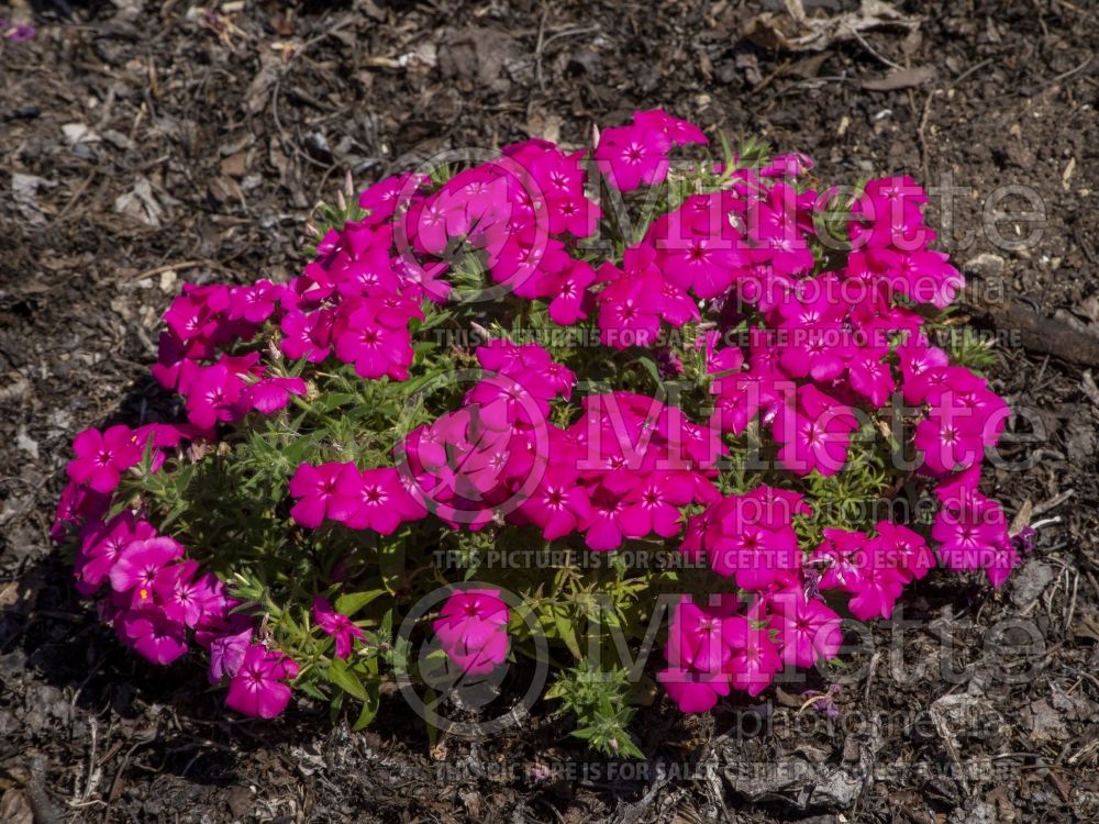 Phlox Gisele Hot Pink (Phlox) 4  