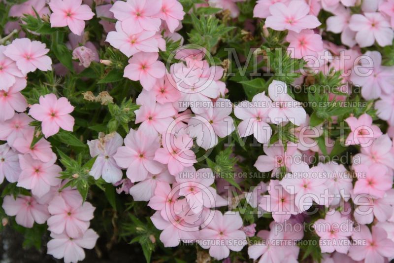 Phlox Gisele Light Pink (Phlox) 1  