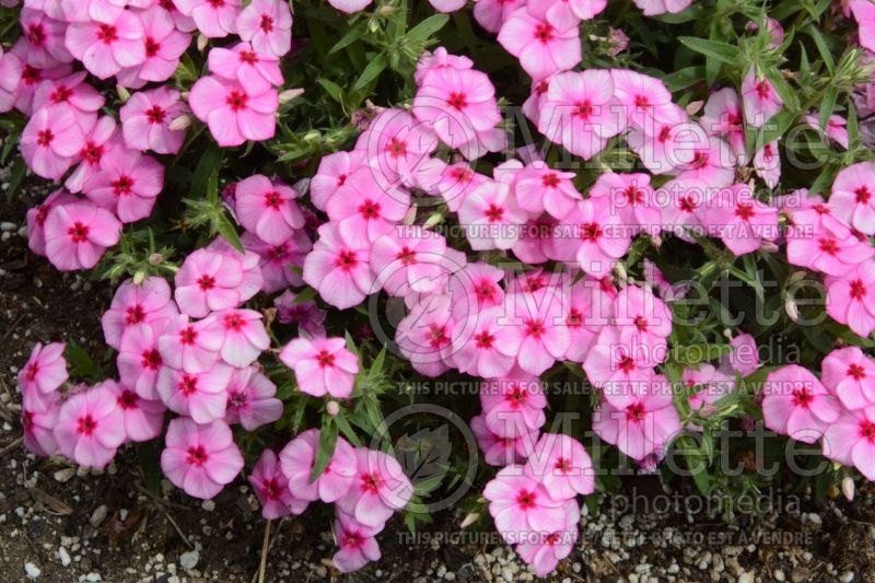 Phlox Gisele Pink (Phlox) 1  