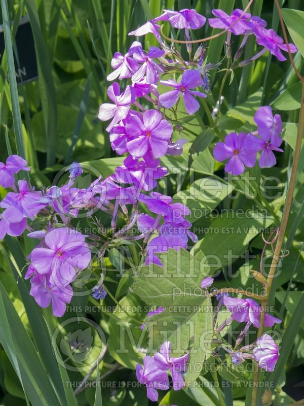 Phlox Morris Berd (Phlox) 4