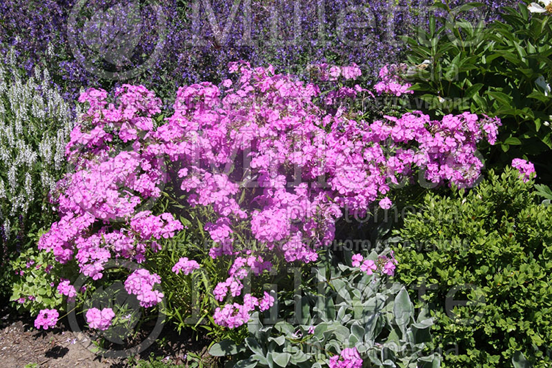 Phlox Morris Berd (Phlox) 1