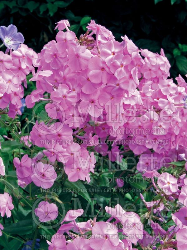 Phlox Morris Berd (Phlox) 2