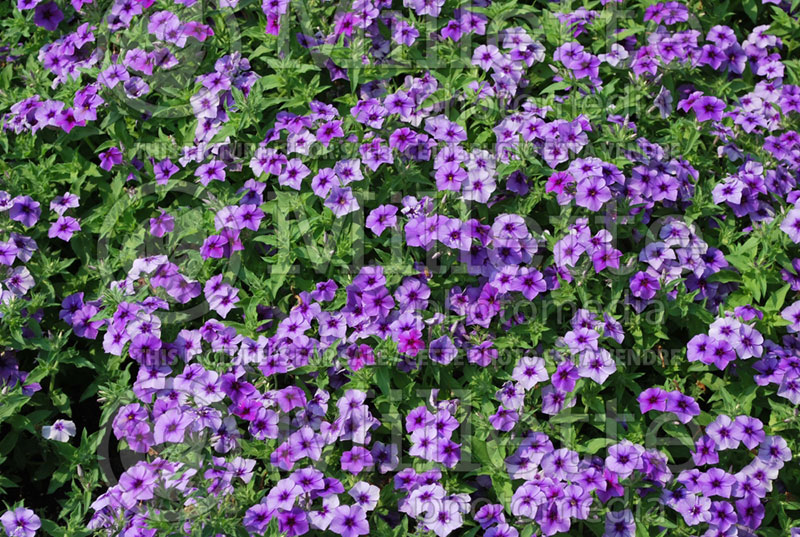 Phlox Intensia Blueberry (Phlox) 1  