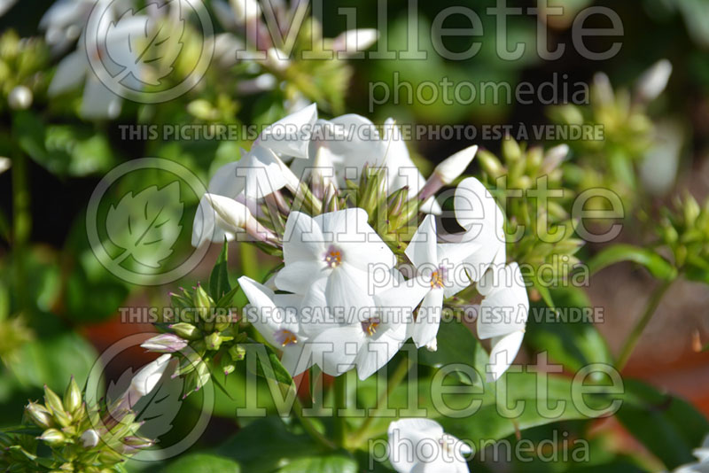 Phlox Intensia Opening White (Phlox) 1  