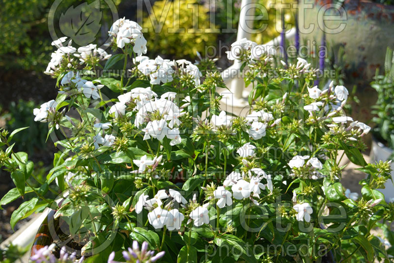 Phlox Intensia Opening White (Phlox) 2