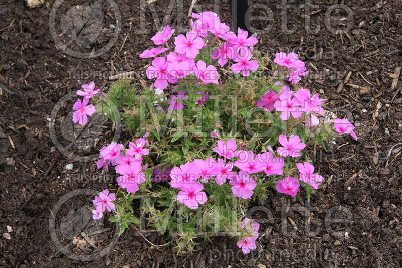 Phlox Intensia Orchid Blast (Phlox) 1