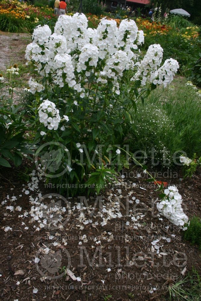 Phlox Miss Lingard (Phlox) 1