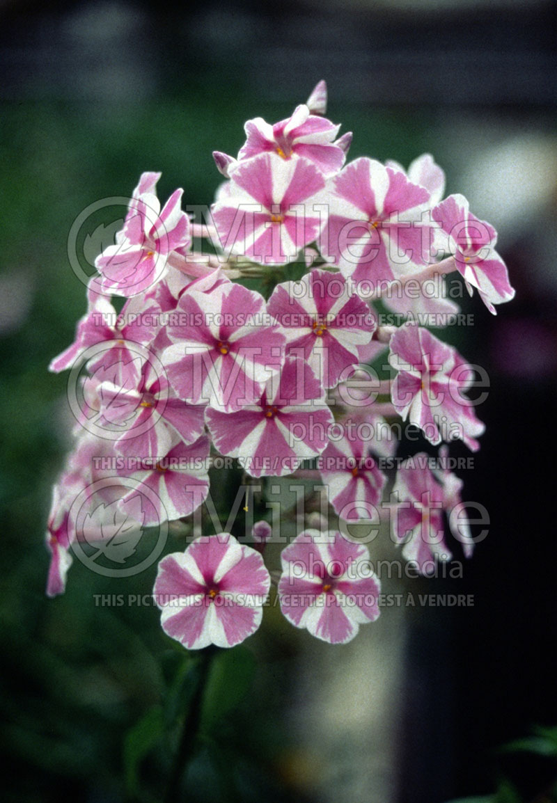 Phlox Natasha (Phlox) 1