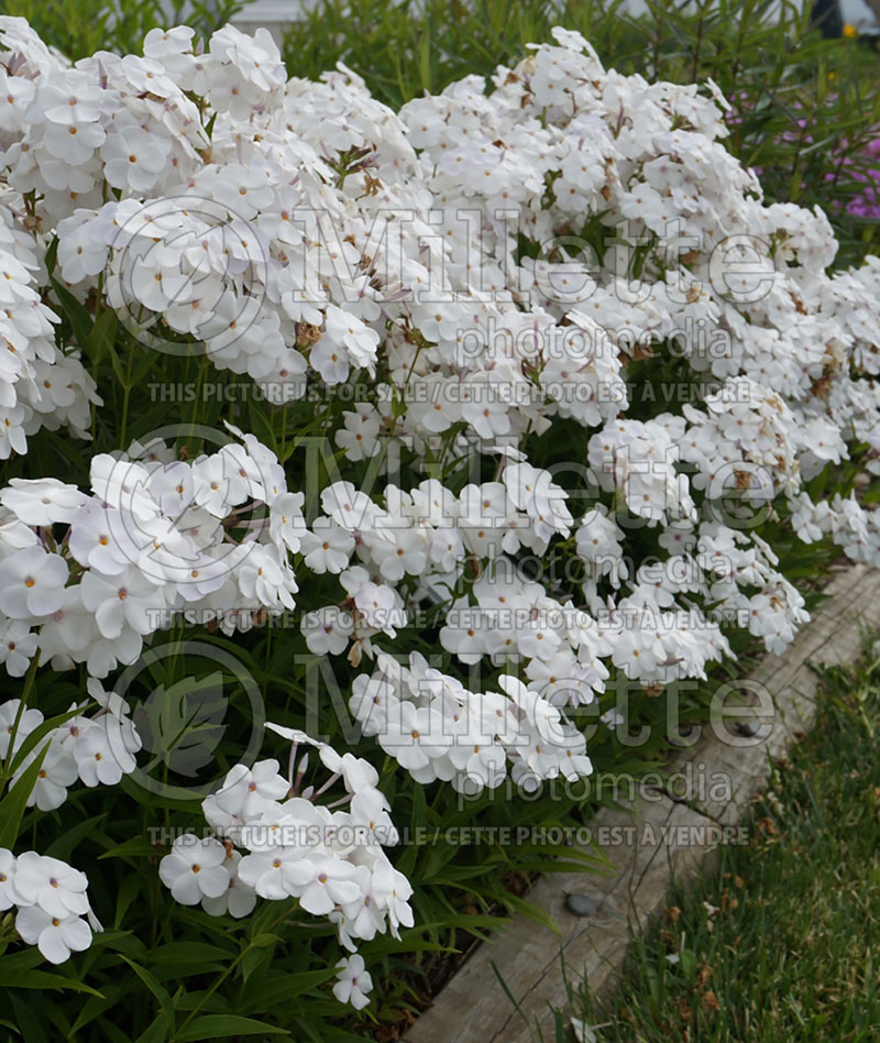 Phlox Minnie Pearl (Phlox) 1  