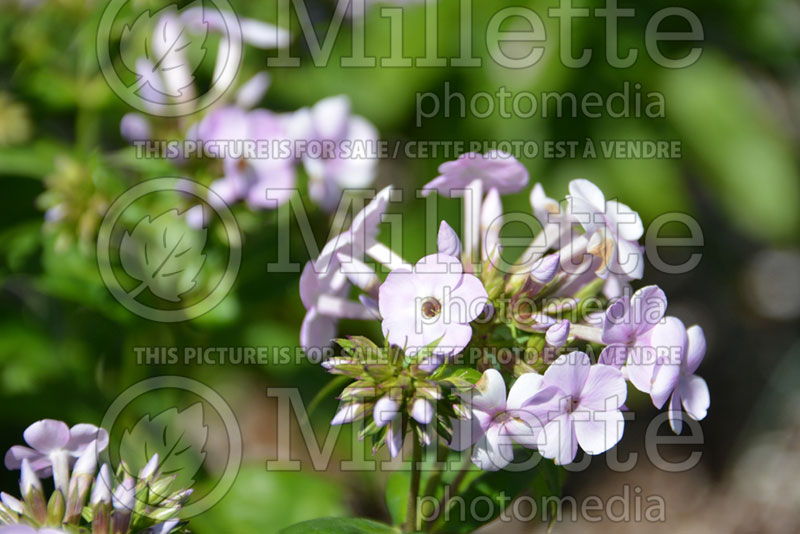 Phlox Opening Act Blush (Phlox) 1  