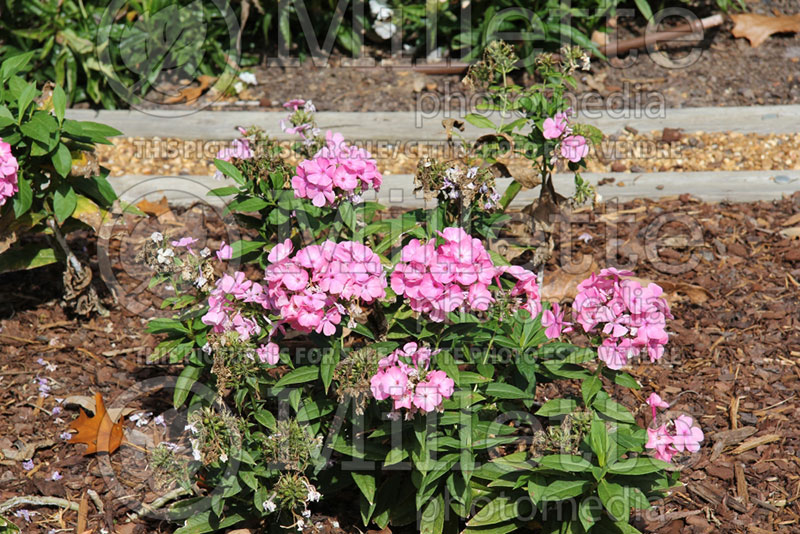 Phlox Anastasia (Phlox) 1