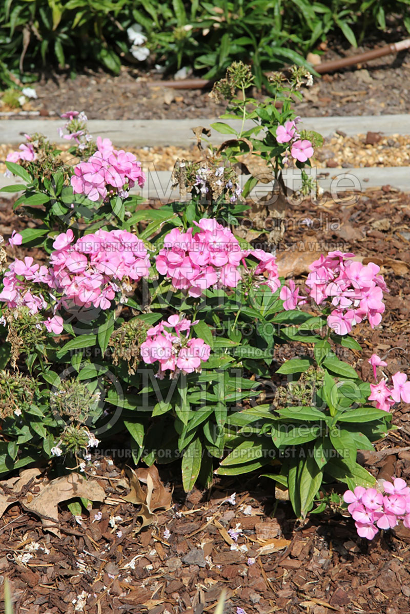 Phlox Anastasia (Phlox) 2