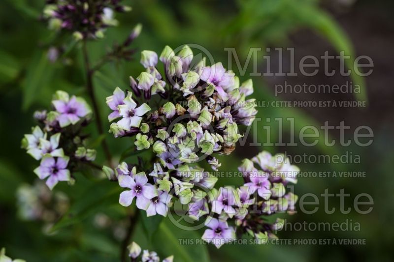 Phlox Aureole (Phlox) 2  