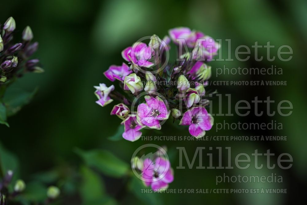 Phlox Aureole (Phlox) 3  