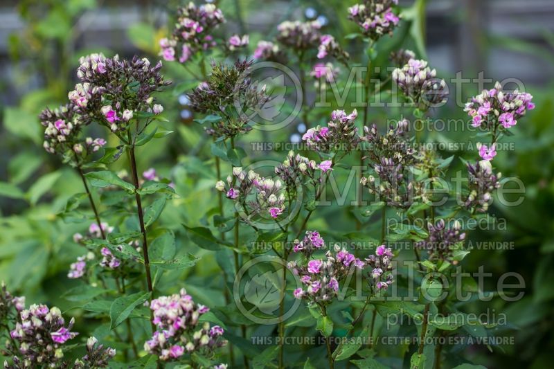 Phlox Aureole (Phlox) 1  