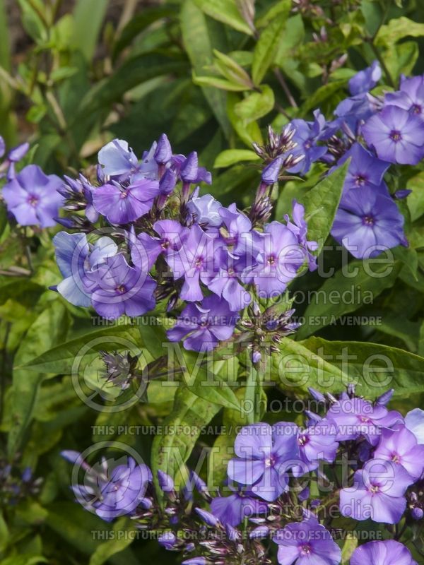 Phlox Blue Paradise (Phlox) 3