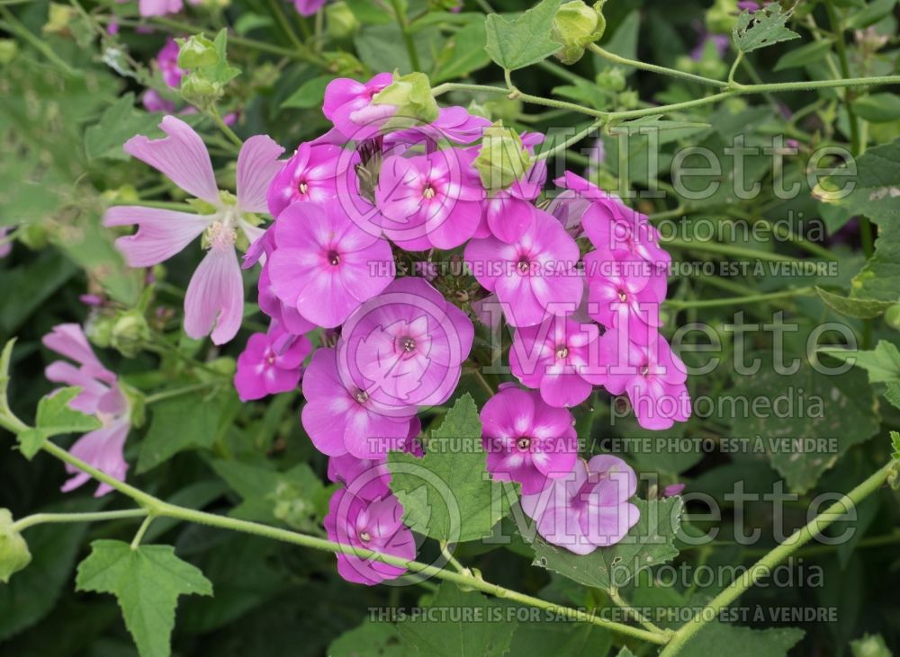 Phlox Blue Paradise (Phlox) 10