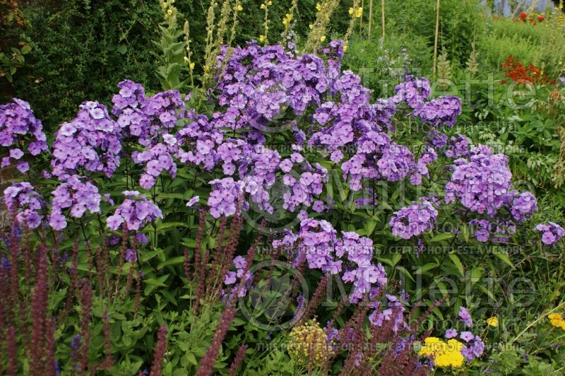 Phlox Blue Paradise (Phlox) 9