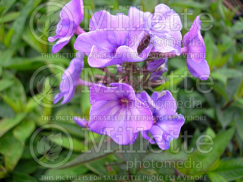 Phlox Blue Paradise (Phlox) 1