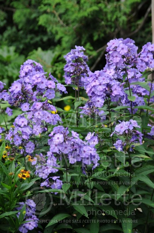 Phlox Blue Paradise (Phlox) 7