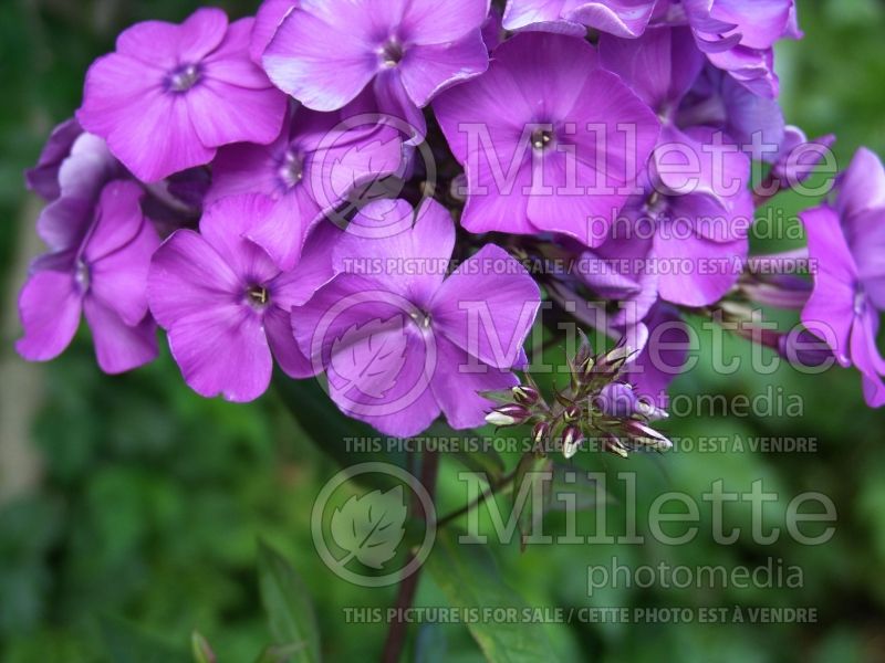 Phlox Blue Paradise (Phlox) 4