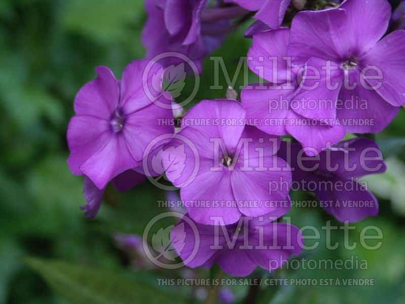 Phlox Blue Paradise (Phlox) 5