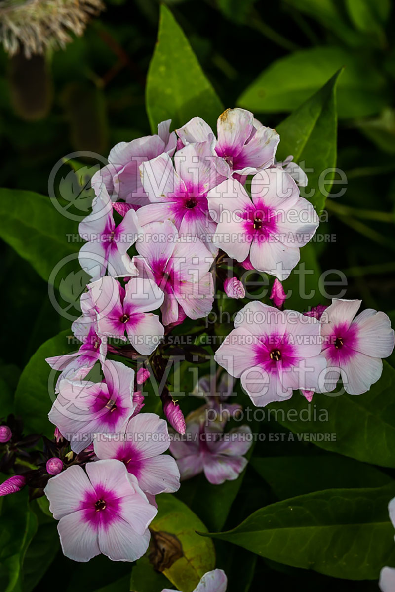 Phlox Bright Eyes (Phlox) 3