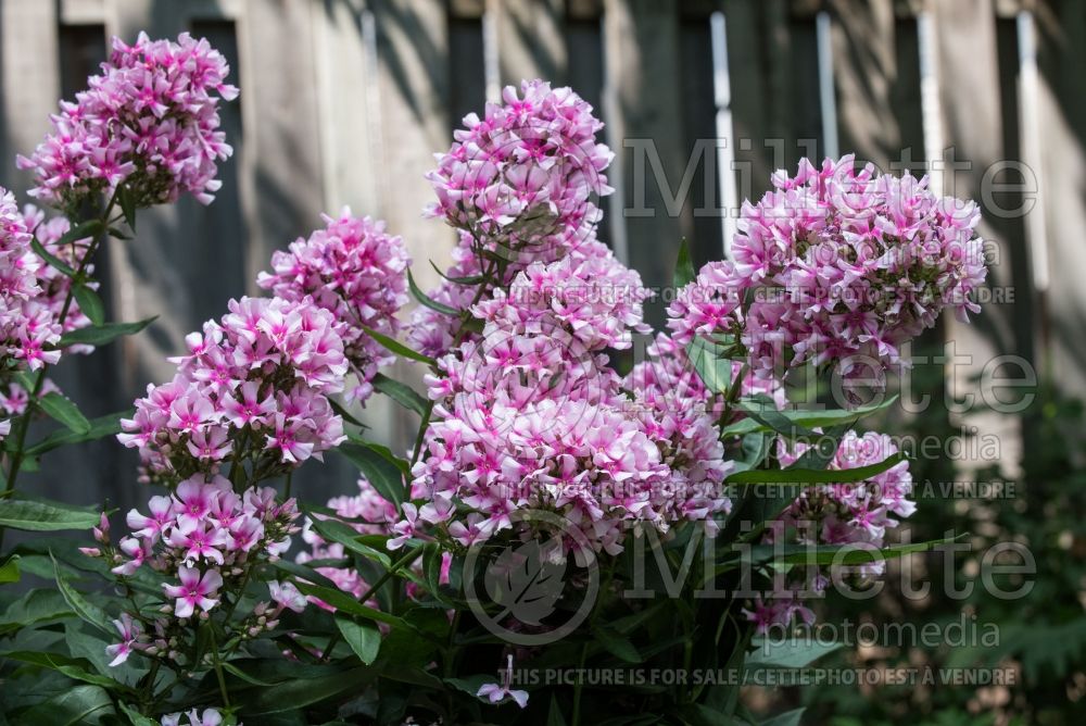 Phlox Bright Eyes (Phlox) 4