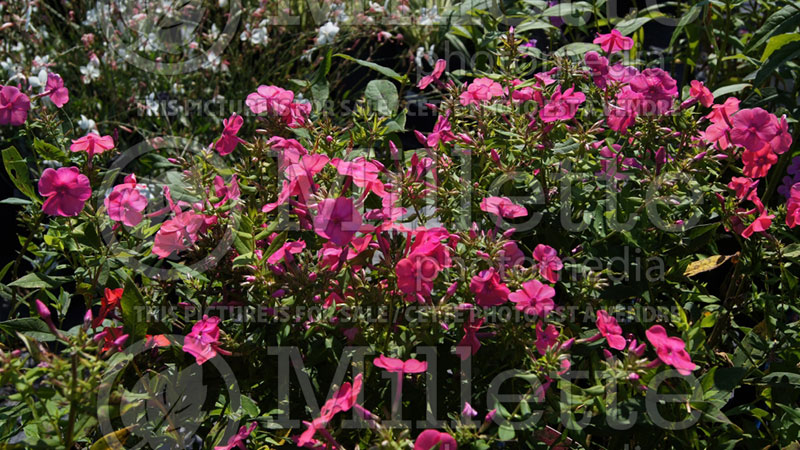 Phlox Candy Store Candy Floss  (Phlox) 1