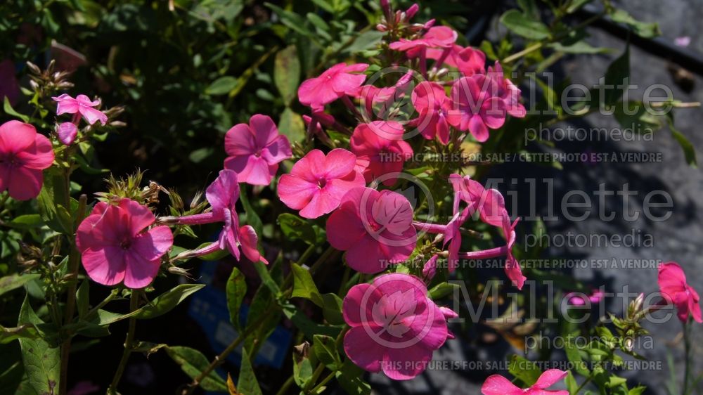 Phlox Candy Store Candy Floss Phlox) 2