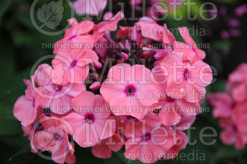 Phlox Candy Store Coral Creme Drop or Ditomdre (Phlox) 8