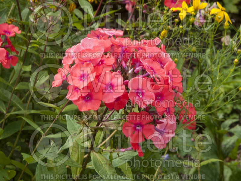 Phlox Charles Curtis (Phlox) 1