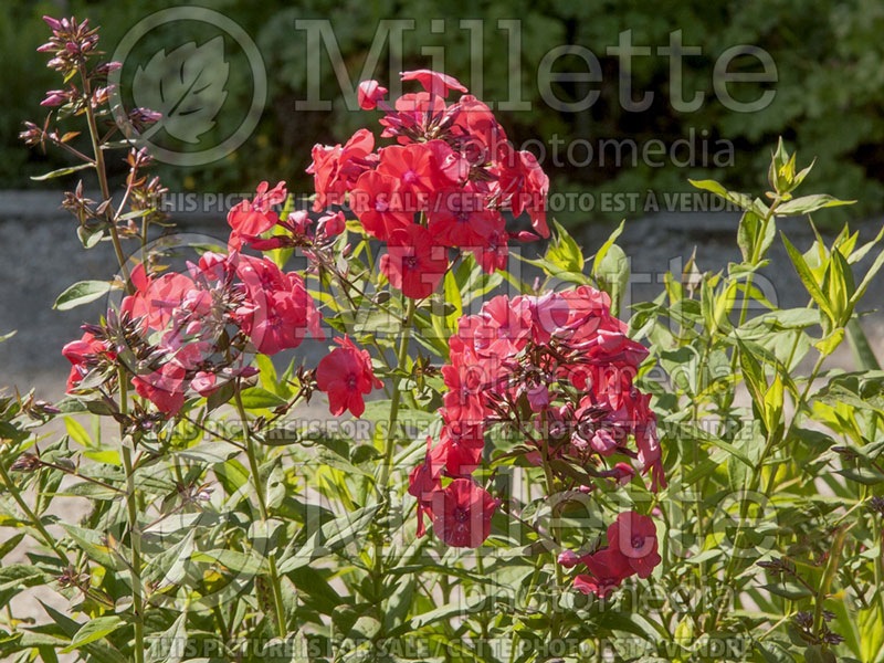 Phlox Charles Curtis (Phlox) 3