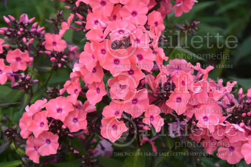 Phlox Candy Store Coral Creme Drop or Ditomdre (Phlox) 7