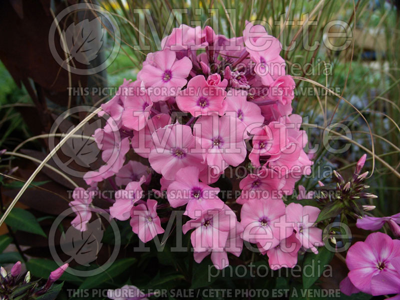 Phlox Candy Store Coral Creme Drop or Ditomdre Phlox) 4