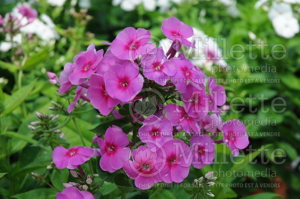 Phlox Cosmopolitan (Phlox) 1