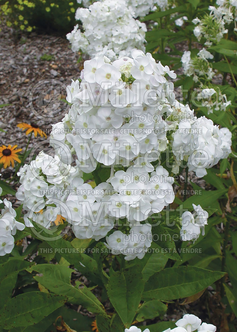 Phlox David (Phlox) 4