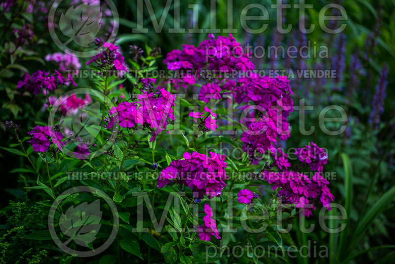 Phlox Delilah (Phlox) 3