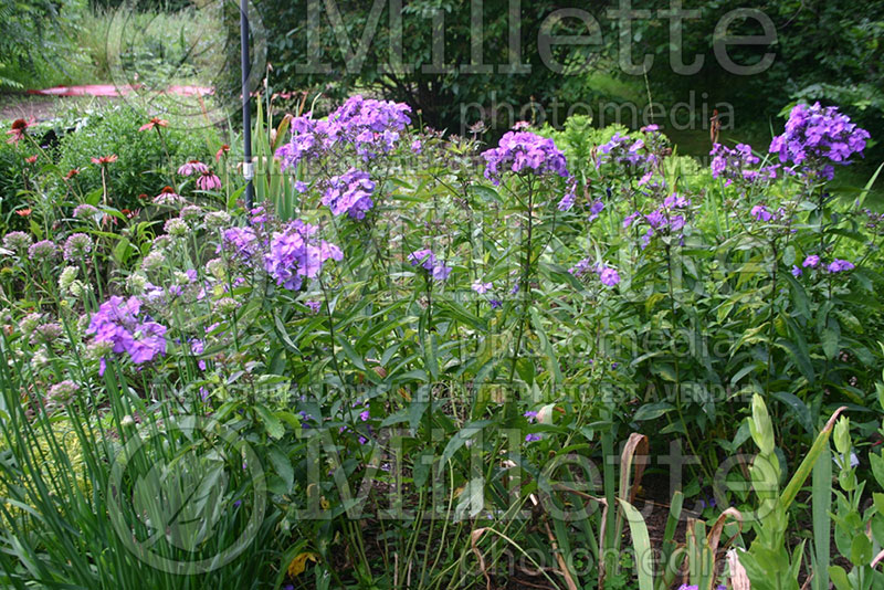 Phlox Delilah (Phlox) 2   