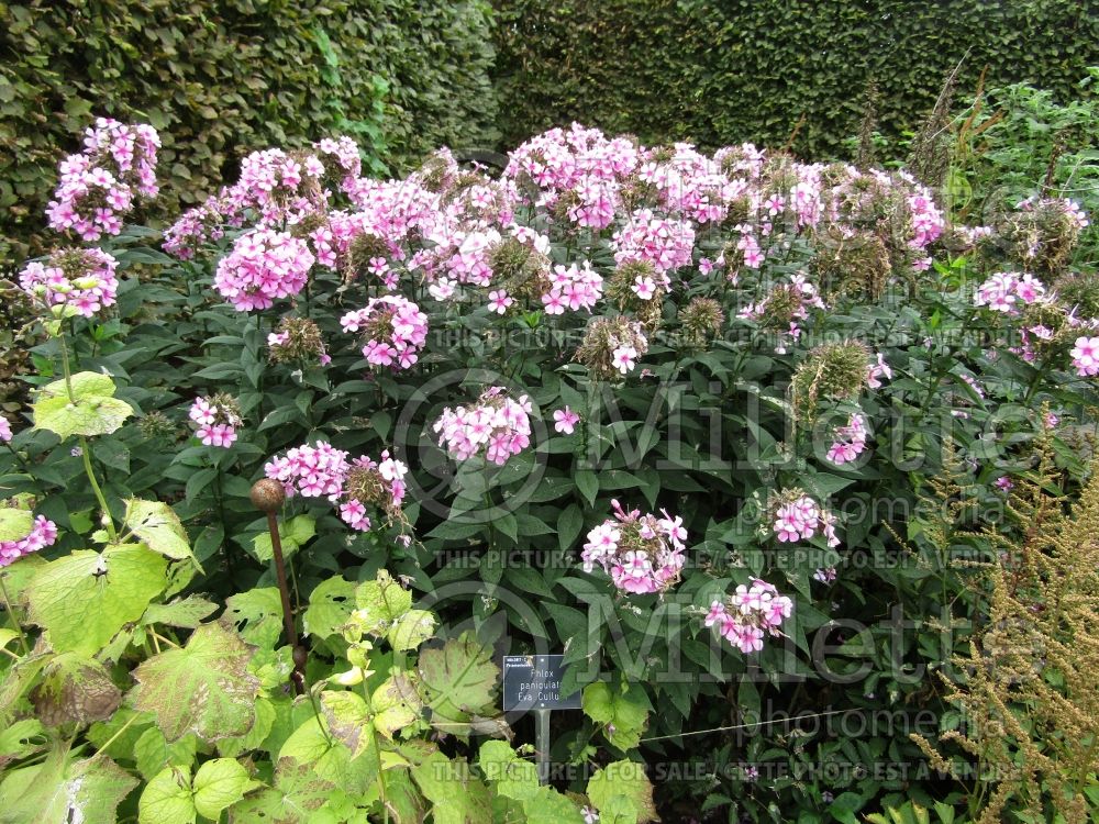 Phlox Eva Cullum (Phlox) 4  