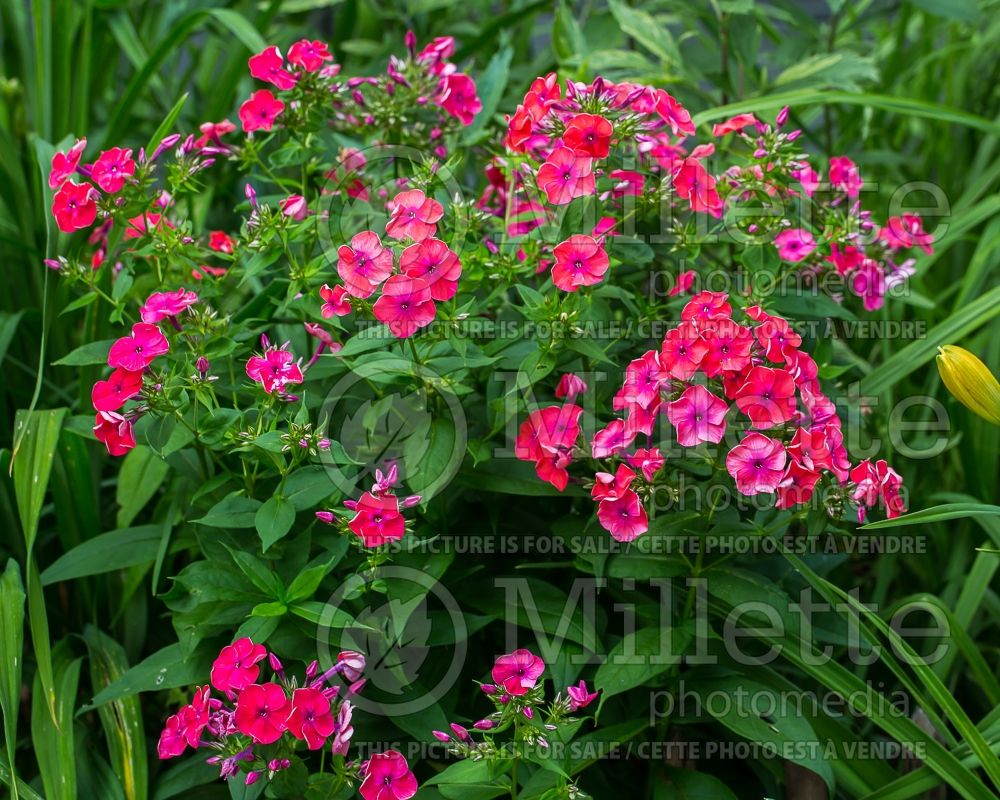 Phlox Flame Coral Red (Phlox) 1