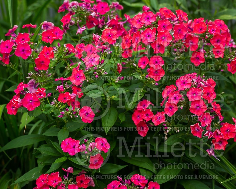 Phlox Flame Coral Red (Phlox) 2