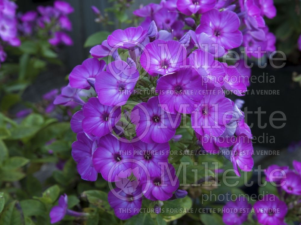 Phlox Flame Purple Eye (Phlox) 1