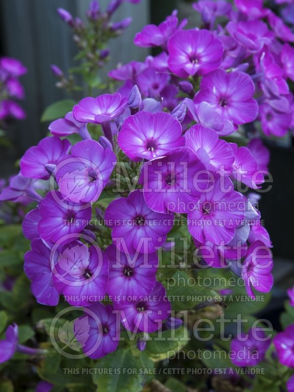 Phlox Flame Purple Eye (Phlox) 2