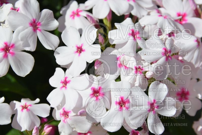 Phlox Flame White Eye (Phlox) 1